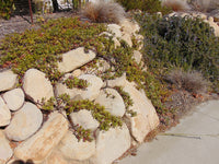 Santa Barbara Sandstone