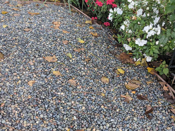 Pebbles used around succulents