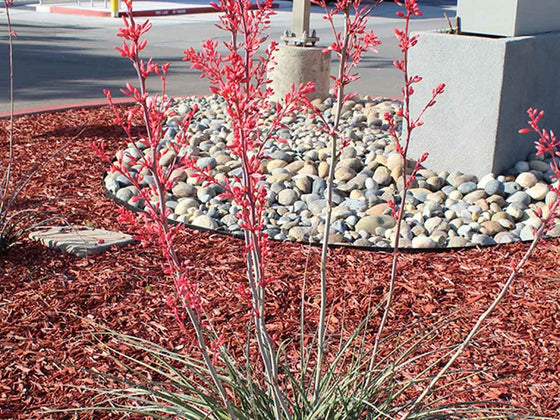 Red bark mulch in a landscaped planting bed