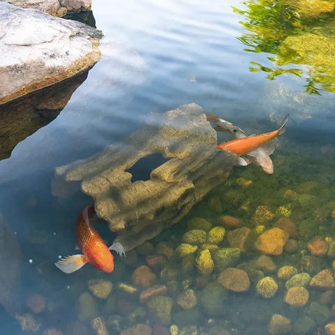 Plant & Fish Care