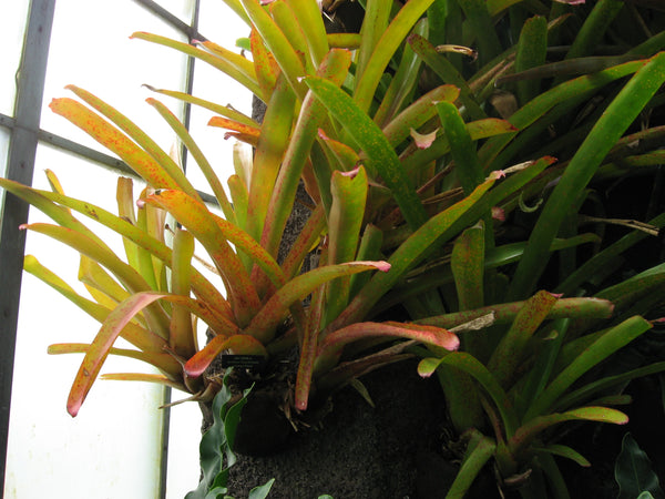 Tropical Plants