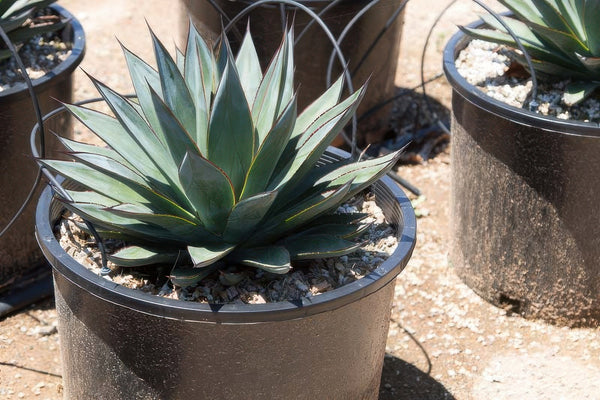 Succulents