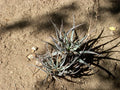 Aloe 'Blue Elf'