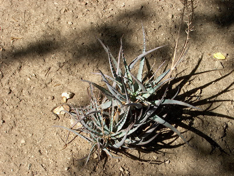 Aloe 'Blue Elf'