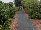 Monsoon Season Decomposed Granite