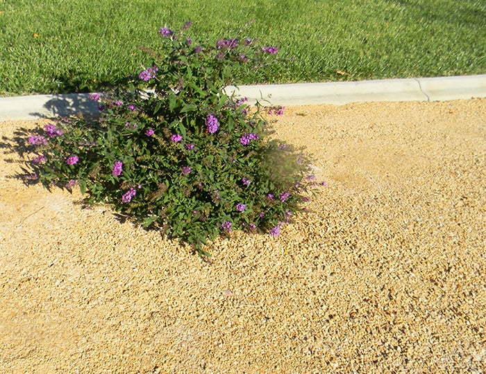 Anejo Gold Decomposed Granite