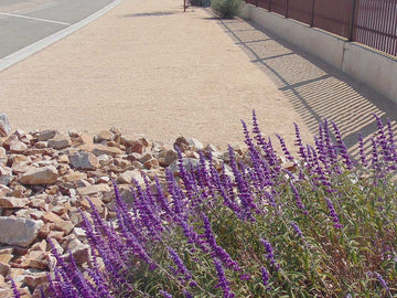 Apache Sunset D.G.