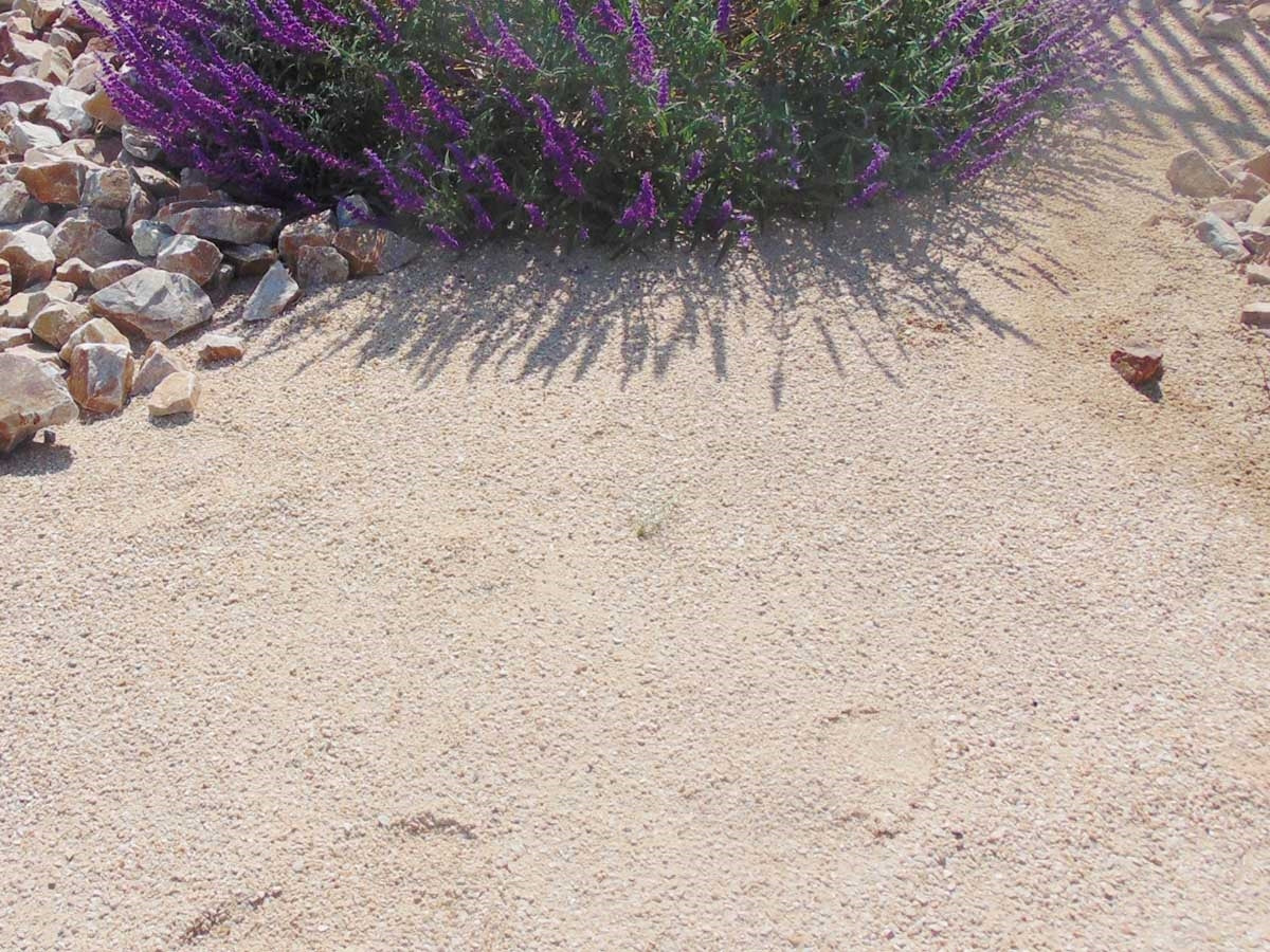Apache Sunset Decomposed Granite