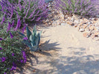 Apache Sunset Decomposed Granite