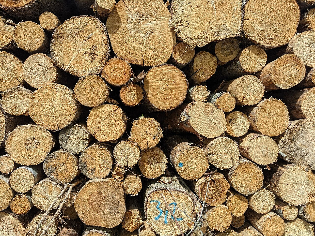 Douglas Fir Logs