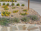 Lodi Gold River Rock
