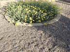 Lodi Gold River Rock