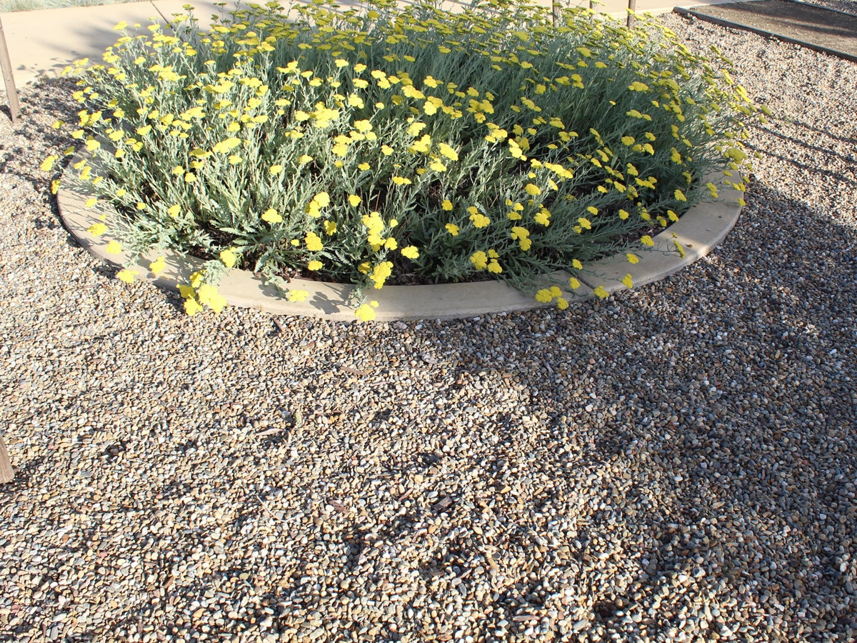 Lodi Gold River Rock