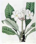 Plumeria rubra