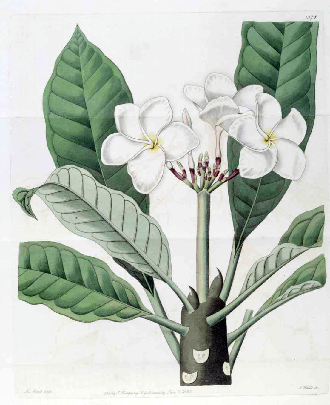 Plumeria rubra