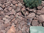 Saddleback Brown Rip Rap Rock