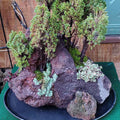 Black n Burgundy Lava