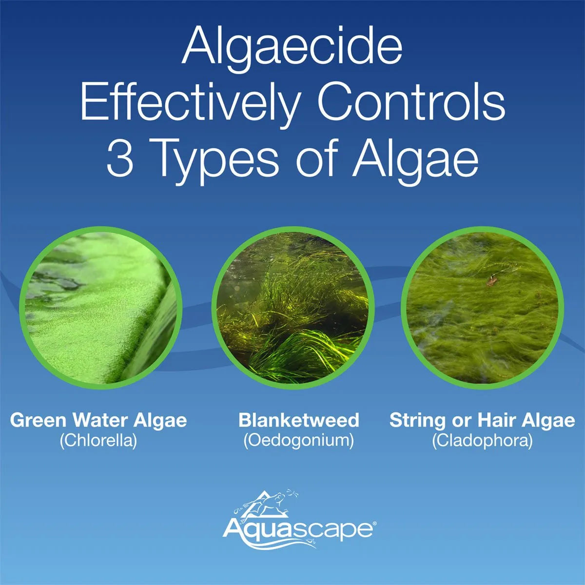Algaecide - 8 Oz / 236 Ml – image 9