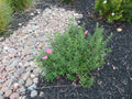 Black Mulch Medium Bay Area