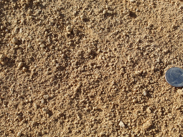 Shasta Gold D.G.