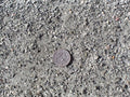 Sonoma Grey Decomposed Granite