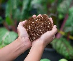 Coco peat growing media