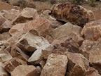 Copper Rose