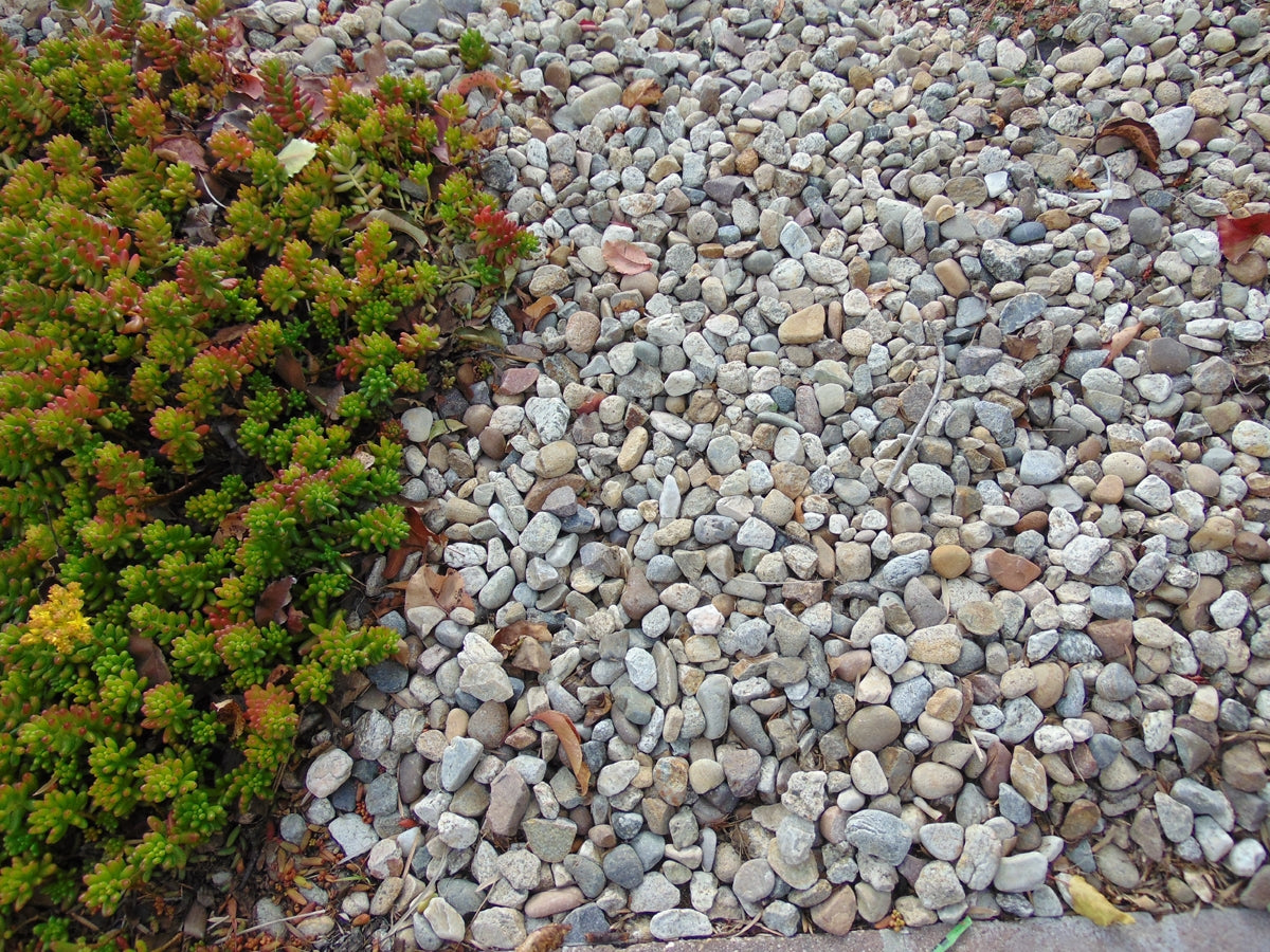 Imperial Del Rio Pebbles
