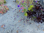 Irish Knights Green Decomposed Granite
