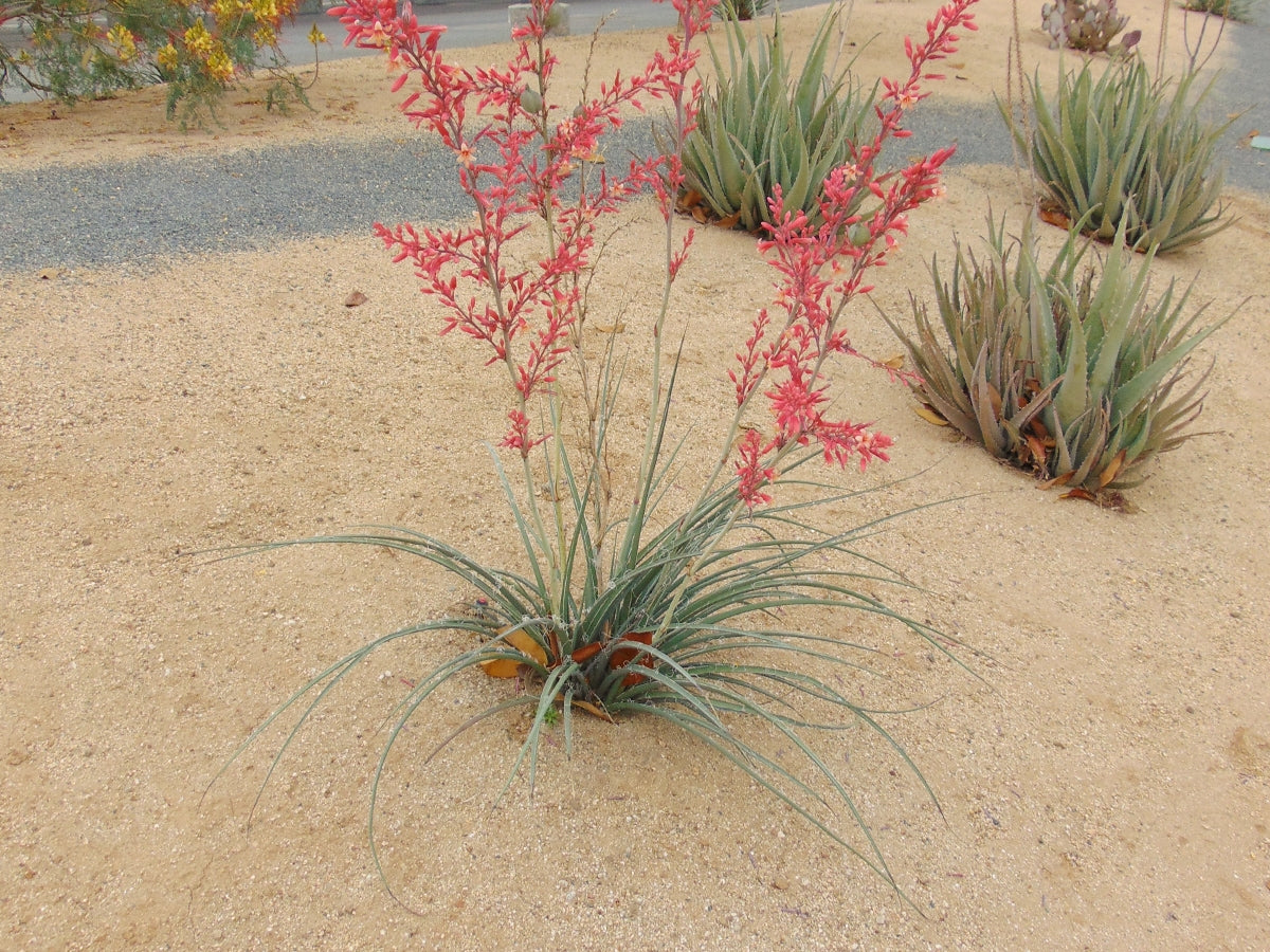 Brimstone Decomposed Granite