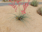 Brimstone Decomposed Granite