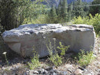 Montana Grey Wolf