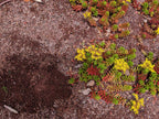 Adobe Sunset Decomposed Granite