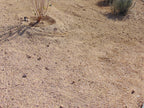 California Gold Decomposed Granite