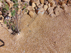 California Gold Decomposed Granite