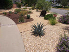 California Gold Decomposed Granite