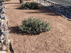 Desert Pink Decomposed Granite