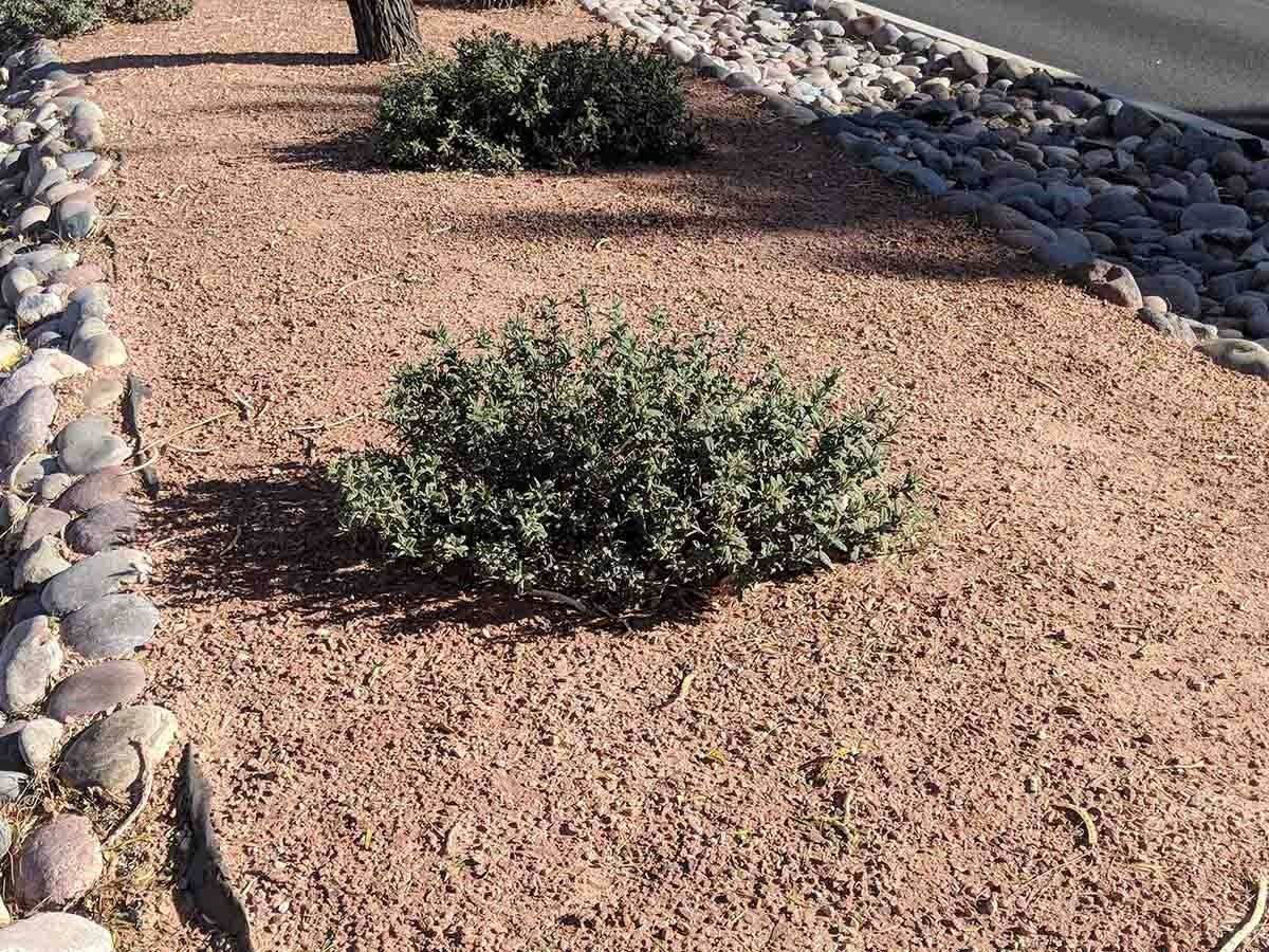 Desert Pink Decomposed Granite