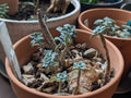 Graptopetalum paraguayense