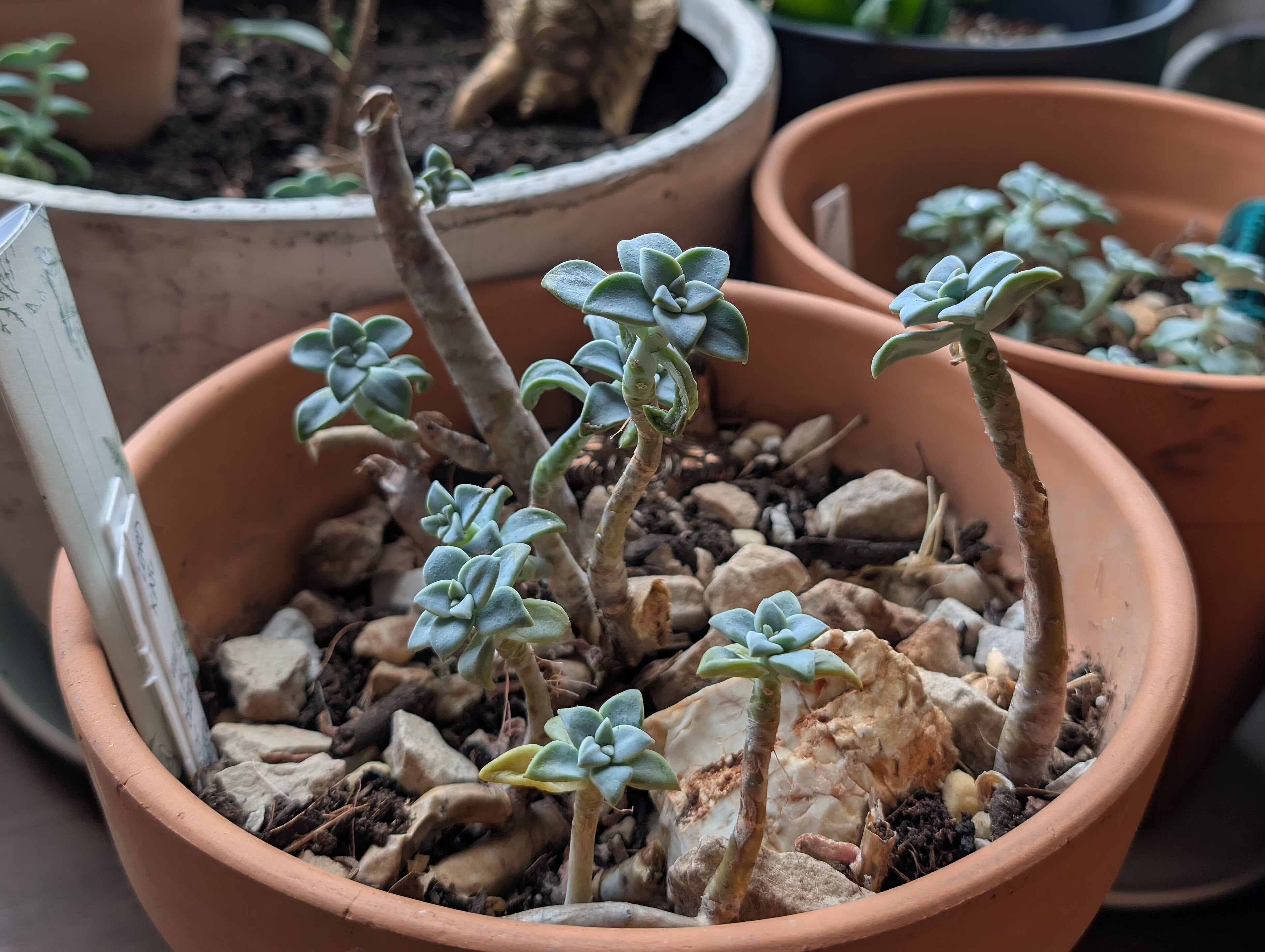 Graptopetalum paraguayense