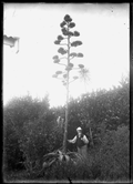 Agave shawii