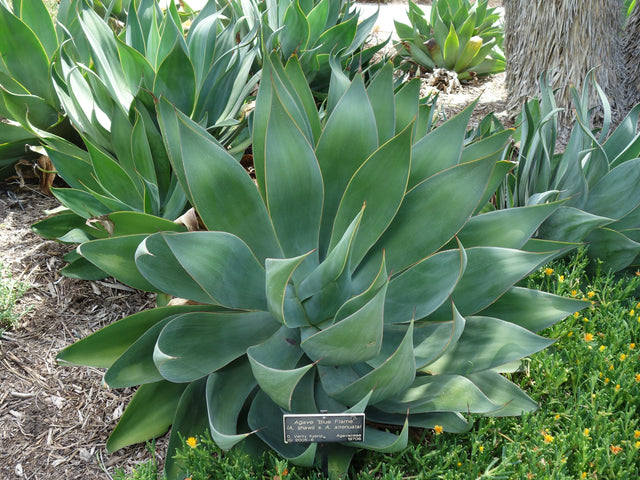 Agave 'Blue Flame' in Sedona