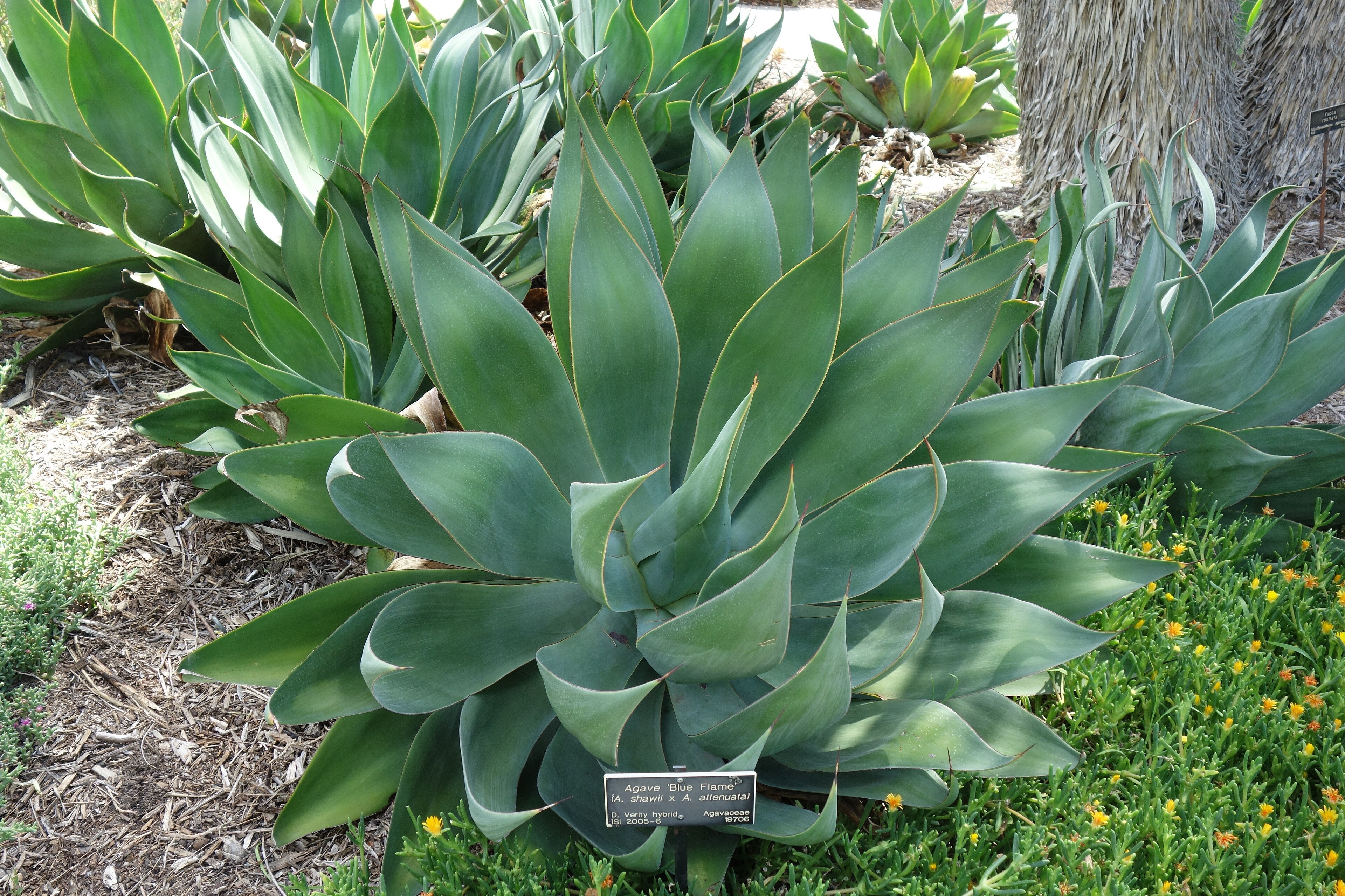 Agave 'Blue Flame'