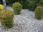 Black and White Zen Pebbles