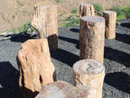 Petrified Wood