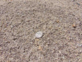 Salt n Pepper White Decomposed Granite