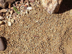 Gold Nugget Decomposed Granite