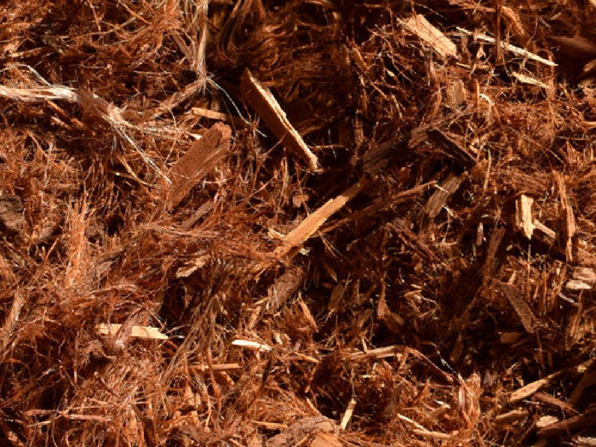 Gorilla Hair Redwood Bark