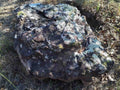 Oklahoma Moss