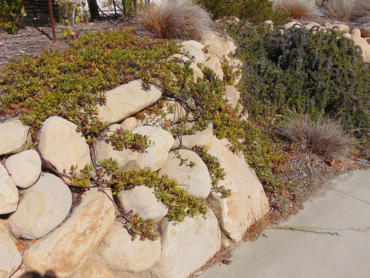 Santa Barbara Sandstone